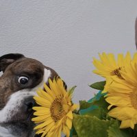 Paul Bürohund Paul Bürohund