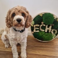 Moe Bürohund